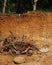 Deforestation close up with roots, rocks showing in sunlight. Red and yellow rocks where soil was dug from forest using an