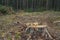 Deforestation concept. Stumps, logs and branches of tree after cutting down