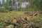 Deforestation concept. Stumps, logs and branches of tree after cutting down forest