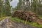 Deforestation concept. Stumps, logs and branches of tree after cutting down forest