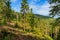 Deforestation of coniferous forest in the Carpathian Mountains