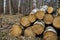 Deforestation felling of trees ecology problem concept outdoor picture of logs on a ground