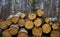 Deforestation felling of trees environmental ecology problem about corruption in European Union region