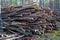 Deforestation forest - felling trees in woods. Forestry industry. Pile of felled pine trees in the forest background