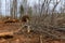 Deforestation of forest pile of remnants of tree roots with preparing land for housing