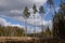 Deforestation. Forestry industry theme. Landscape of pine tree forest