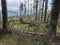 Deforestation leftovers in secular forest, Romania