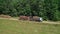 deforestation and logging top view. Trucks take away logs.