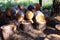 Deforestation. Logs sawn into pieces and prepared for winter. Pile of firewood