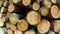 Deforestation, stove woods in wood stack, closeup, handheld