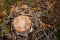 Deforestation. Stump top view. Freshly cut tree in a coniferous forest