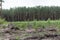 Deforestation. Timber Stack on clearcutting area. Clearcut area in the forest