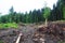 Deforestation in Ukraine, Europe. Tree stump after deforestatio