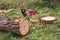 Deforestation, wood-cutting freshly cut tree