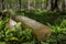 Deforestation wood log stumps concept with pine tree