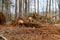 Deforestation in work during clearing forest for new development construction site