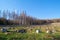 deforested forest near Schierke in the Harz National Park in Germany