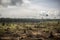 deforested landscape with towering trees in the distance