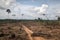 deforested landscape with towering trees in the distance