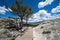 Deformed tree along boardwalks in the Upper Terraces of Mammoth Hot Springs geothermal area of Yellowstone National Park Wyoming