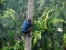 Deft man climbing palm tree.