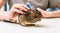 Degu chilean squirrel eating nuts