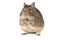 Degu isolated on a white