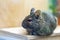 Degu pet relaxing after eating. exotic animal for domestic life