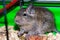 Degu species small South American rodents