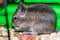 Degu species small South American rodents