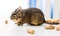 Degu squirrel gnaws peanut, close-up