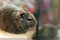 Degu squirrel pet relaxing after eating. exotic animal for domestic life