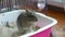 Degu squirrel sitting in a sand bath