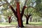 Dehesa Extremadura, cork oak without cork in spring