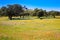 Dehesa grassland by via de la Plata way Spain