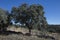 Dehesa of Holm Oak, Quercus ilex