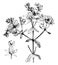 Dehiscing Capsule and Portion and Inflorescence of Hypericum Perforatum vintage illustration