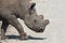 Dehorned Black Rhino in Etosha NP