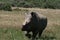Dehorned female Rhino