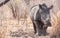 Dehorned Rhino closeup portrait in the Hwange National Park, Zimbabwe