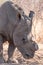 Dehorned Rhino in the Hwange National Park, Zimbabwe