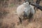 Dehorned Rhino South Africa