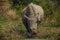 A dehorned White Rhino Ceratotherium simum 14780