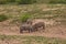 Dehorned White Rhino Ceratotherium simum 14794