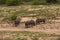 Dehorned White Rhino Ceratotherium simum 14796