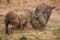 Dehorned White Rhino Ceratotherium simum fighting 14801