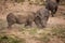 Dehorned White Rhino Ceratotherium simum fighting 14802