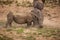 Dehorned White Rhino Ceratotherium simum fighting 14803