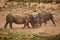 Dehorned White Rhino Ceratotherium simum fighting 14804