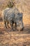 Dehorned White rhino grazing in the bush